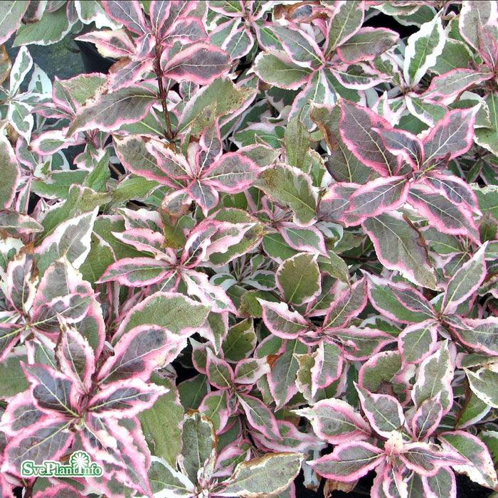 Weigela florida 'Monet' C6