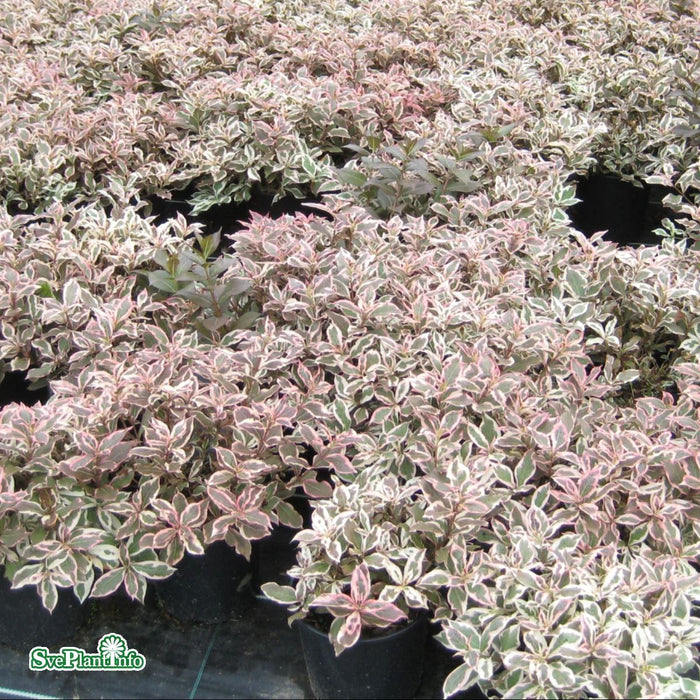 Weigela florida 'Monet' C6