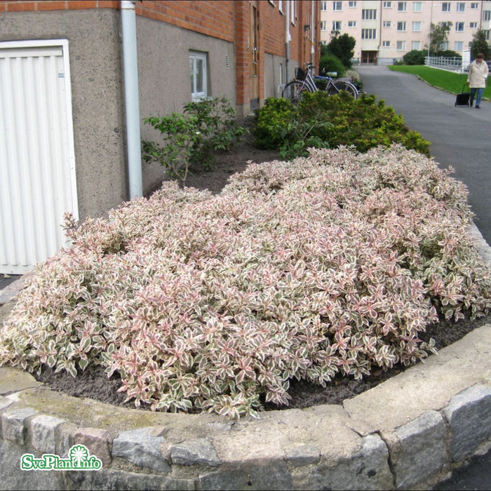 Weigela florida 'Monet' C6