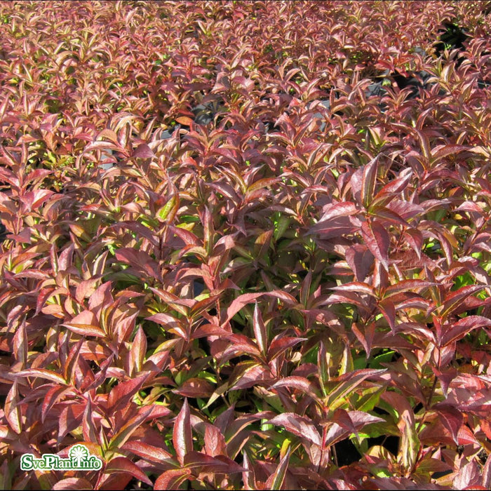 Weigela florida 'Monet' C6