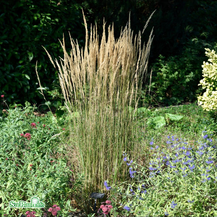 Calamagrostis acutiflora 'Overdam' A-kval C2