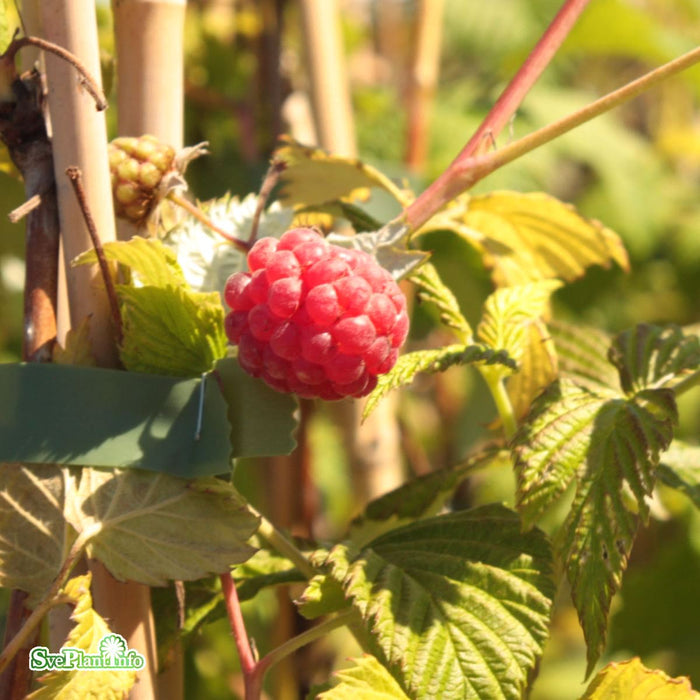 Rubus (Hallon) 'Mormorshallon' A-Kval C5