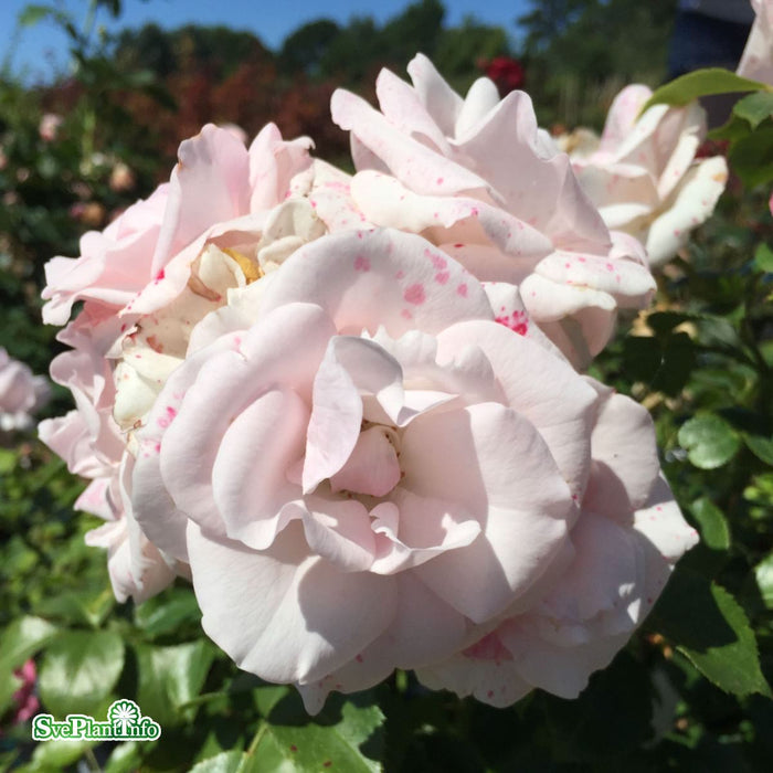 Rosa 'Aspirin' Stam 90cm Co