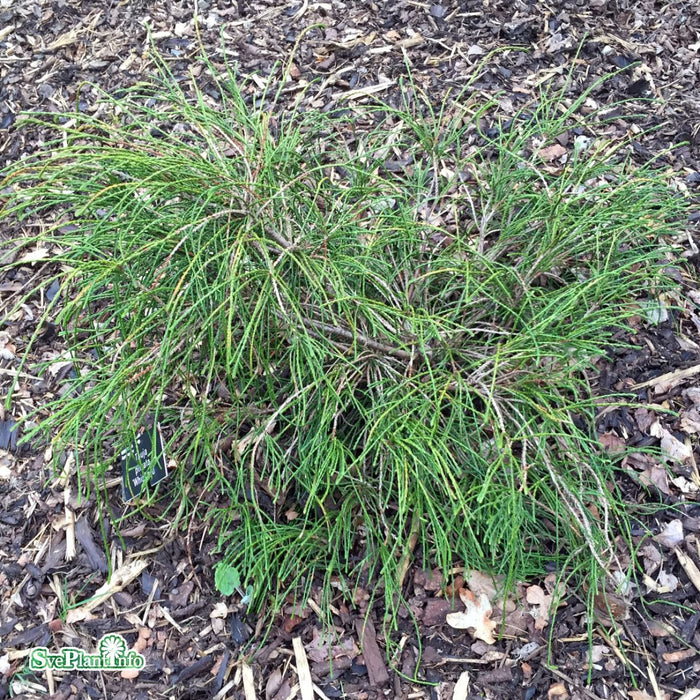 Thuja plicata 'Whipcord' D10 Halvstam 40cm