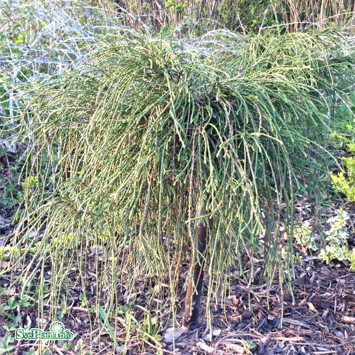 Thuja plicata 'Whipcord' D10 Halvstam 40cm