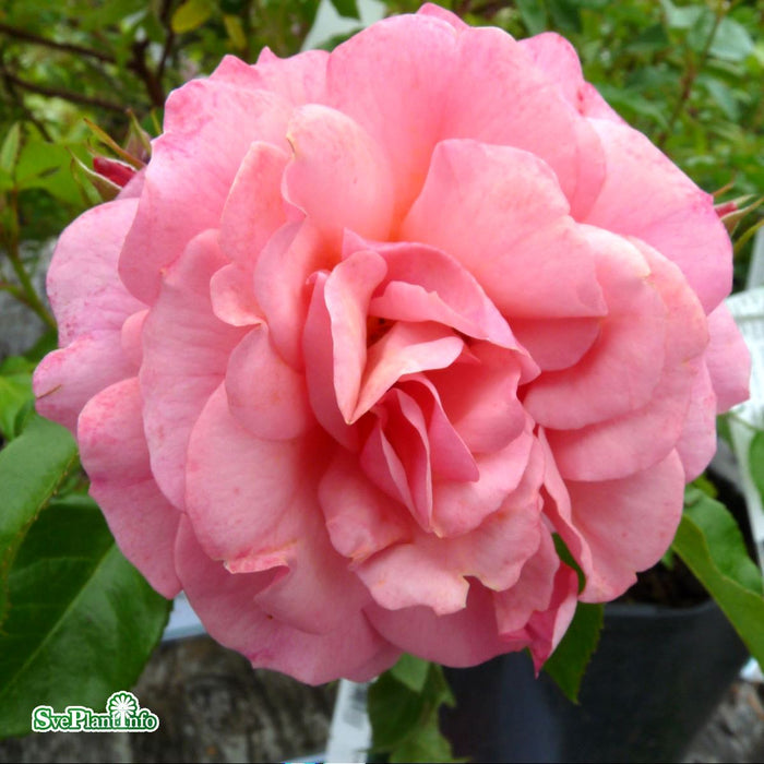 Rosa 'Aprikola' A kval C4