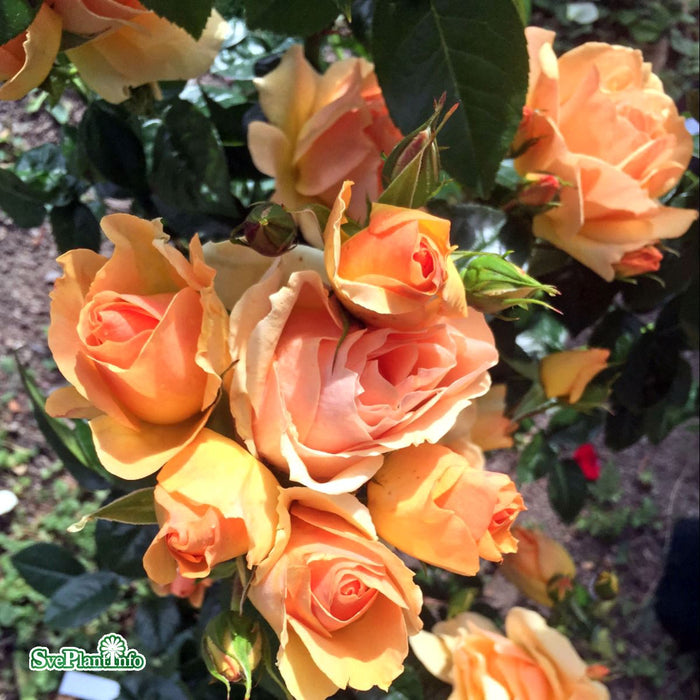 Rosa 'Hansestadt Rostock' Stam C7,5 60cm