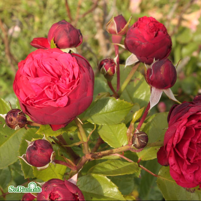 Rosa 'Piano' A-Kval C4