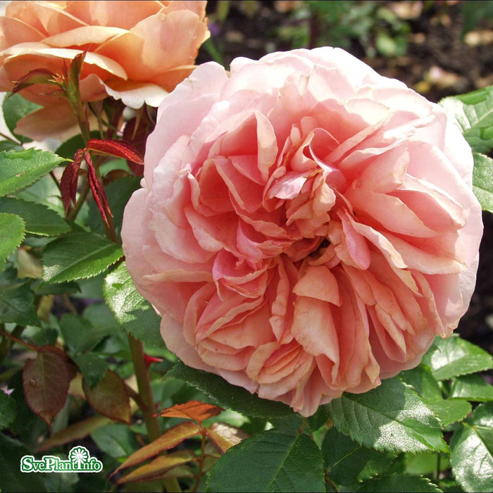 Rosa 'Chippendale' A kval C4