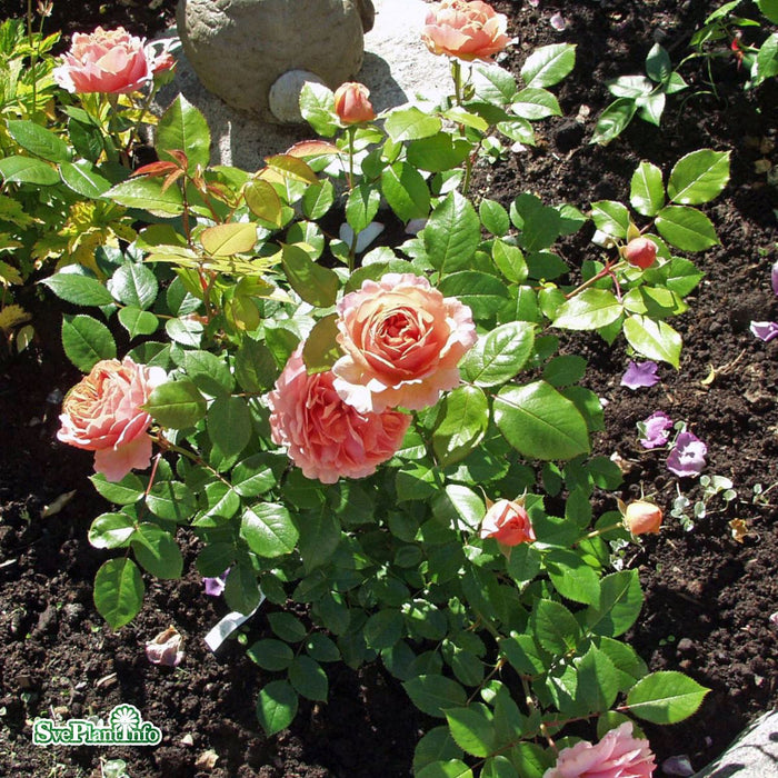 Rosa 'Chippendale' A kval C4