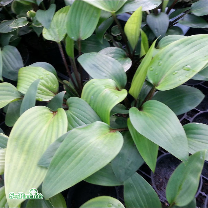 Hosta 'Purple Heart'