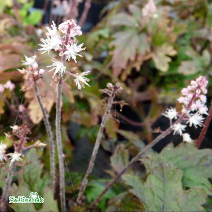 Tiarella 'Pink Skyrocket' C3