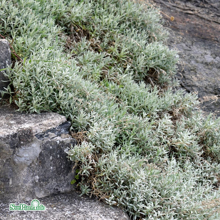 Cerastium tomentosum 'Silberteppich' A-kval