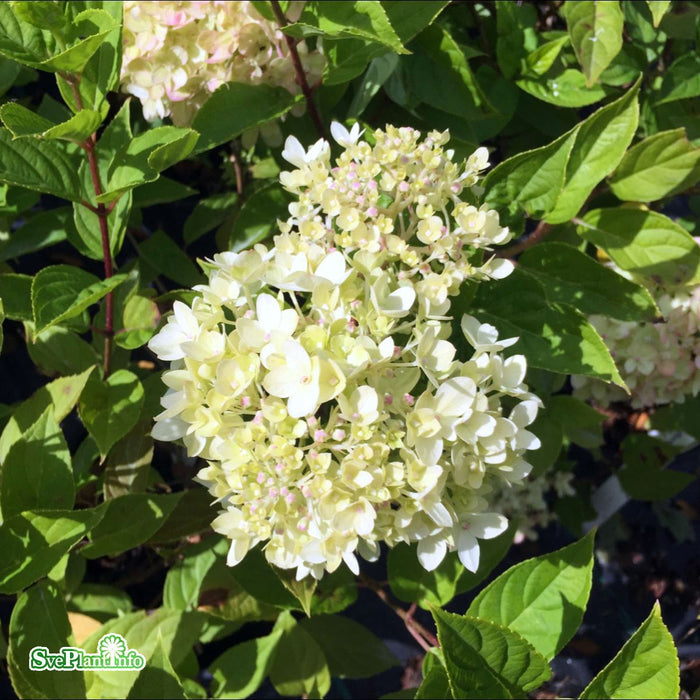 Hydrangea paniculata 'Little Lime'Busk C10
