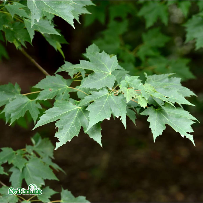 Acer rubrum 'Brandywine' Solitär Kl 250-300cm