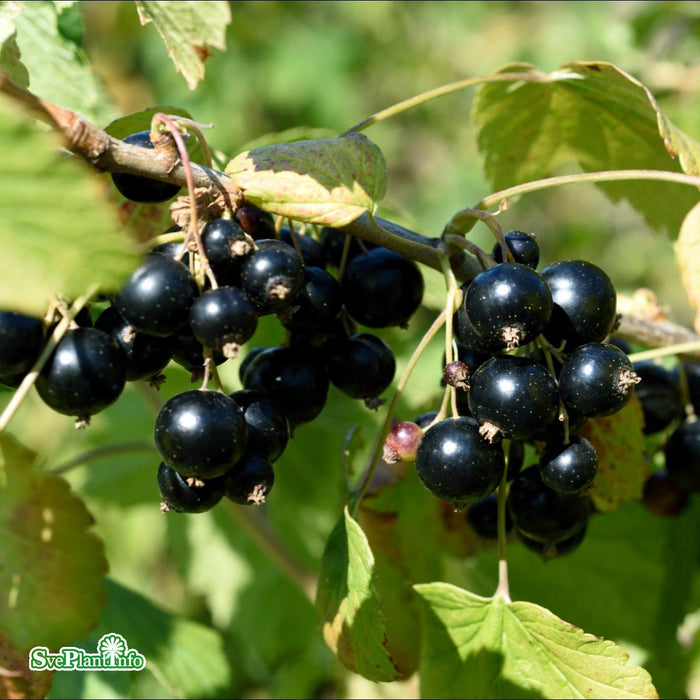 Ribes nigrum 'Delikatesnaja' C3,5