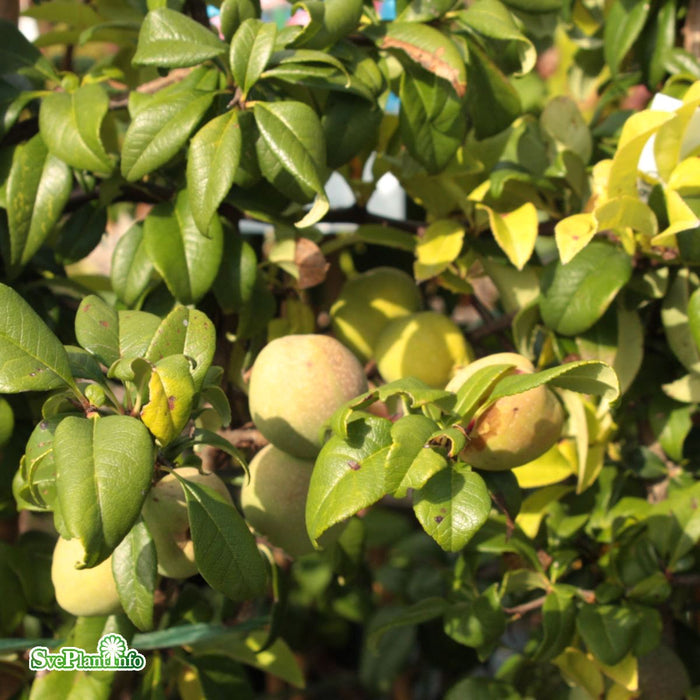 Chaenomeles speciosa 'Rubra' Busk C6 50-60cm