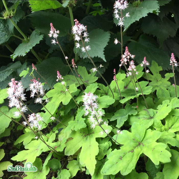 Tiarella 'Spring Symphony' A-kval