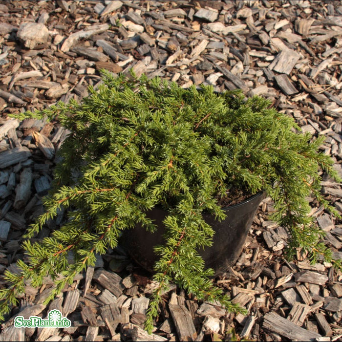 Juniperus communis 'Green Mantle' C5 Stam 75 cm