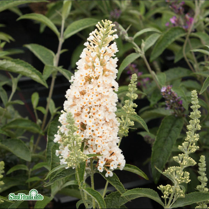 Buddleja davidii 'Buzz Ivory' C7,5