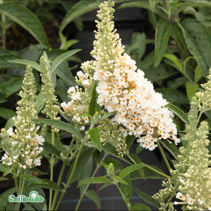 Buddleja davidii 'Buzz Ivory' C7,5