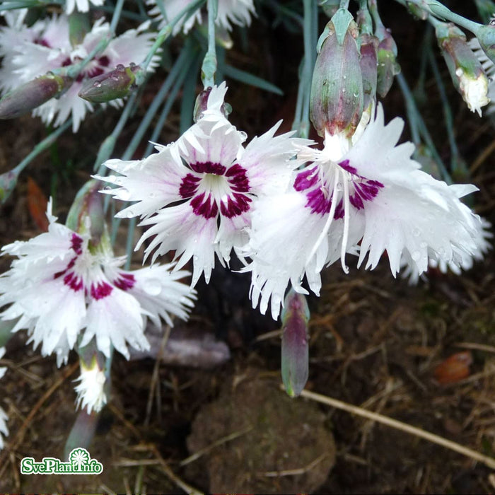 Dianthus Plumarius-Gr. 'Marieberg' A-kval