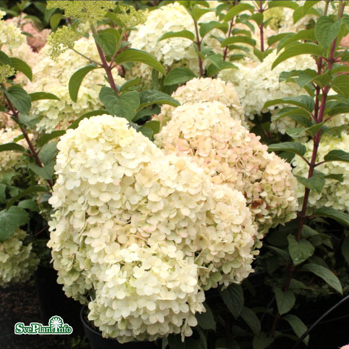 Hydrangea paniculata 'Bobo' C6