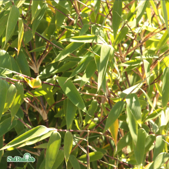 Fargesia murielae 'Red Zebra' Solitär C10 100-125cm