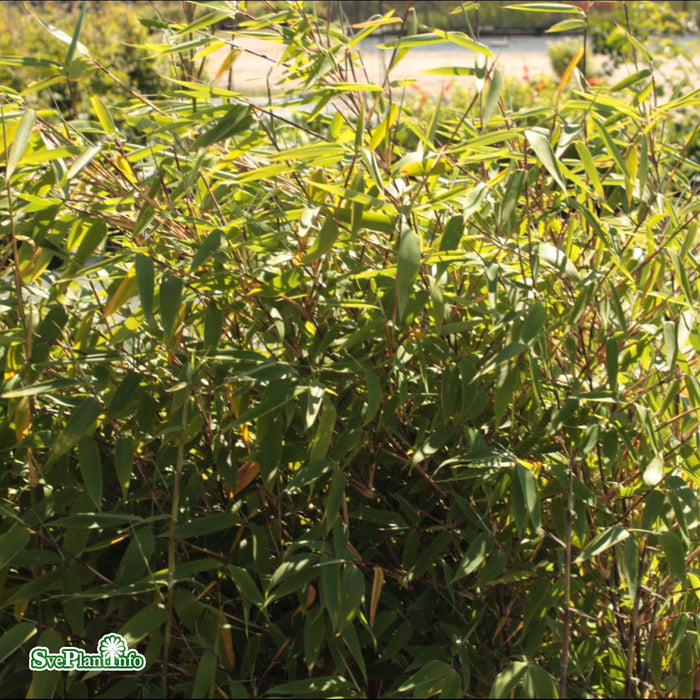 Fargesia murielae 'Red Zebra' Solitär C10 100-125cm