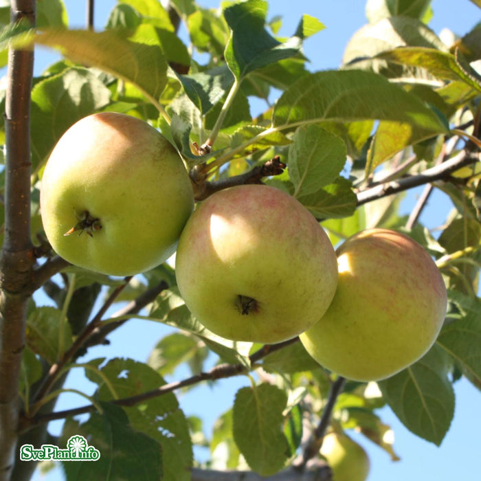 Malus domestica 'Rubinola' C5