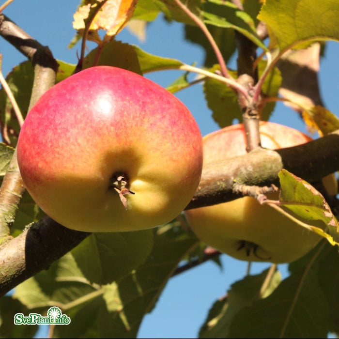 Malus domestica 'Rubinola' C5