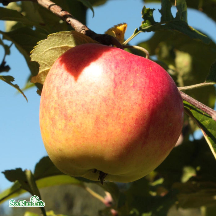 Malus domestica 'Rubinola' C5