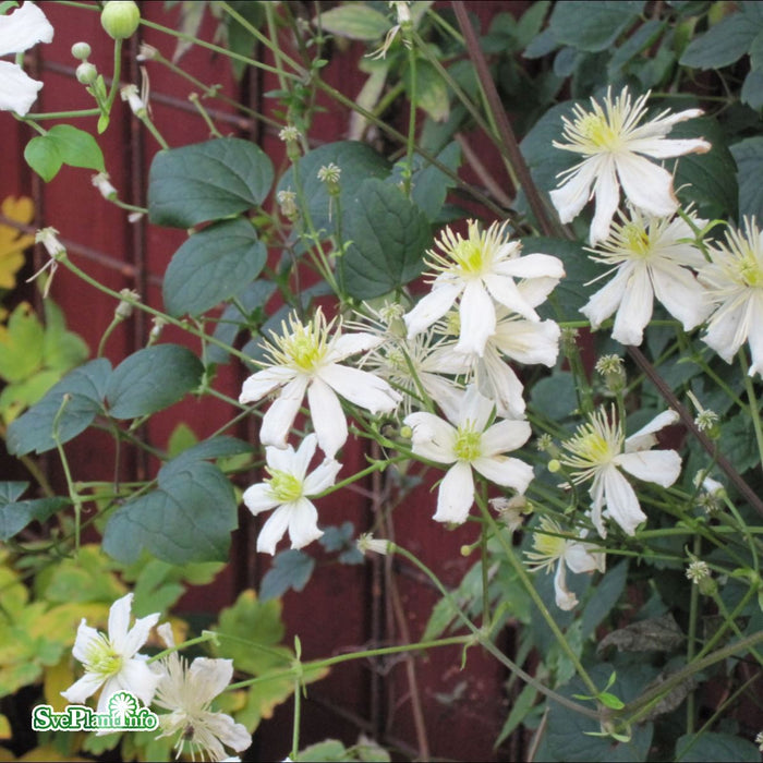 Clematis (Vitalba) 'Paul Farges' C2