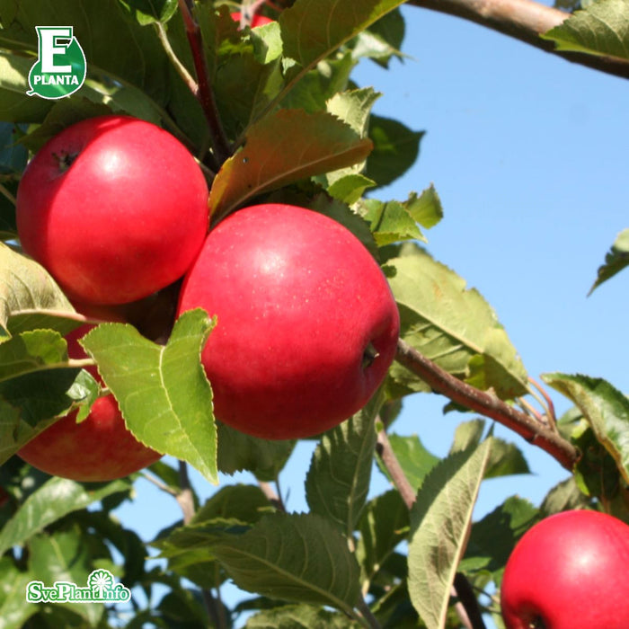 Malus domestica 'Agnes' E A2 Ompl. 3-4 års C30 Ompl. 3-4 års C30