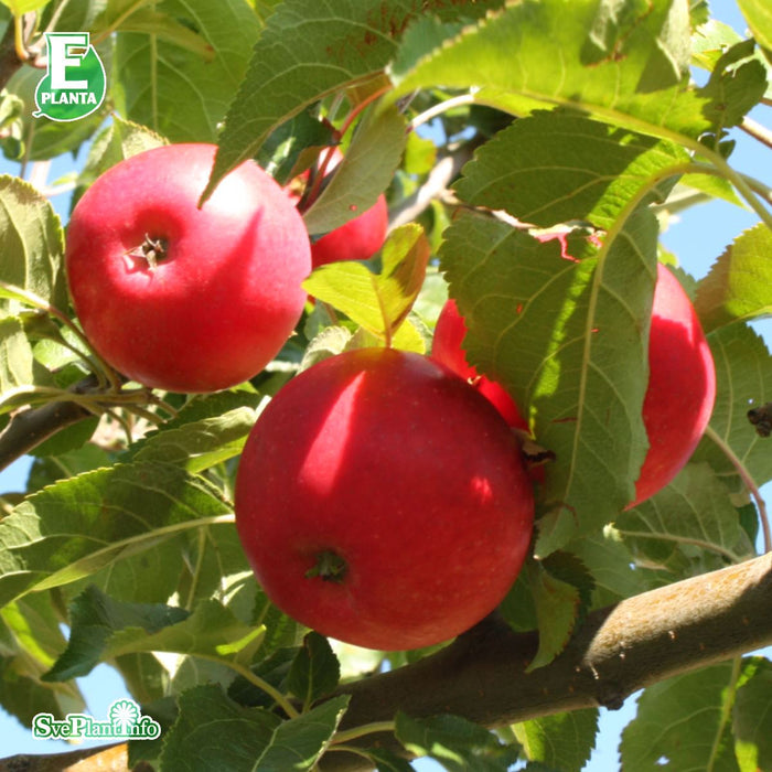 Malus domestica 'Agnes' E A2 Ompl. 3-4 års C30 Ompl. 3-4 års C30