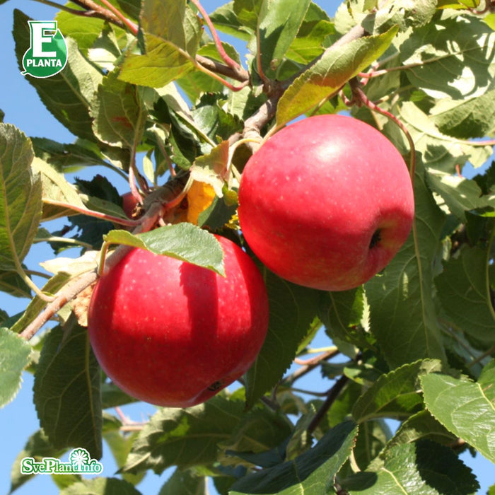 Malus domestica 'Agnes' E A2 Ompl. 3-4 års C30 Ompl. 3-4 års C30