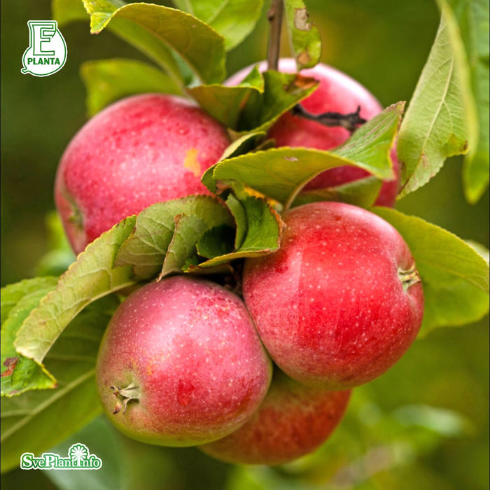 Malus domestica 'Aroma' E A2 Stam Kl 4 års