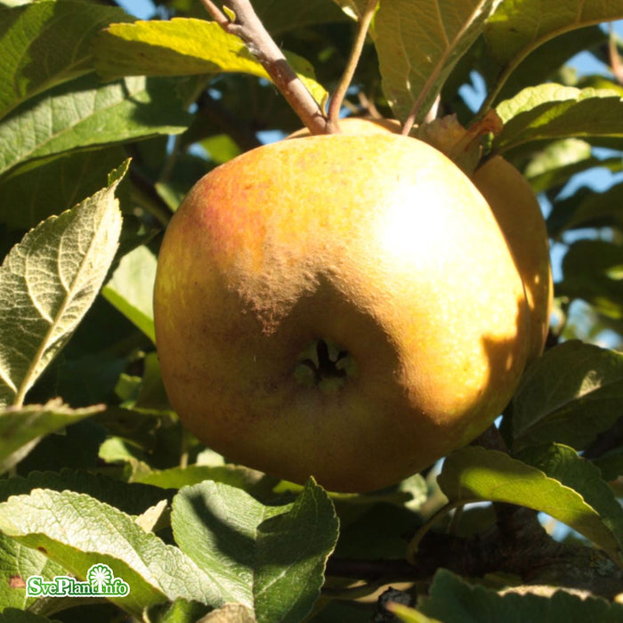 Malus domestica 'Cox's Pomona' A2 Stam Kl 5-6 år