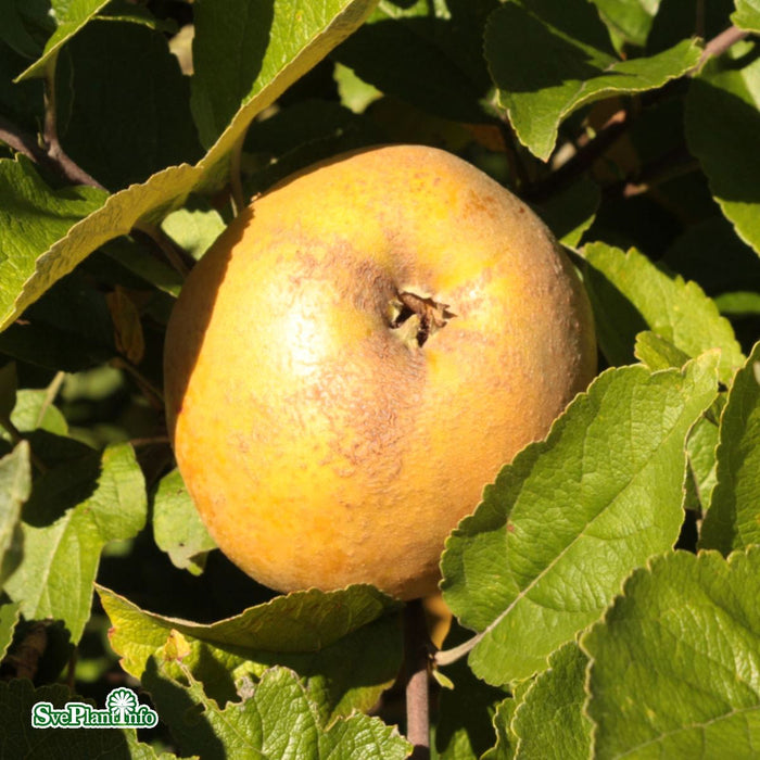 Malus domestica 'Cox's Pomona' A2 Stam Kl 5-6 år
