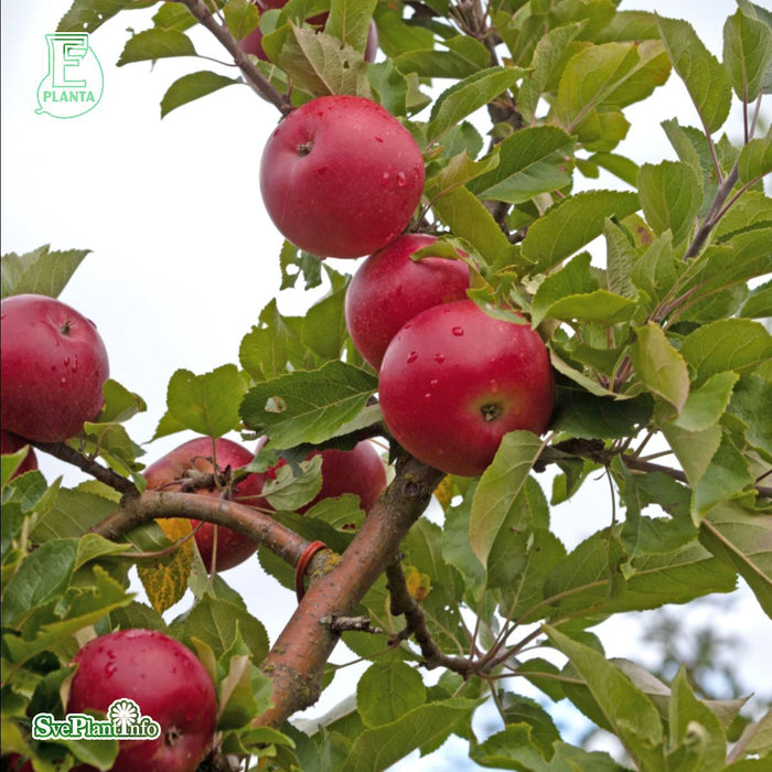 Malus domestica 'Discovery' E Stam 2-års A-kval  Co