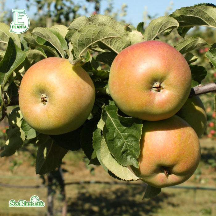 Malus domestica 'Fredrik' E A2 Stam 4 års Co