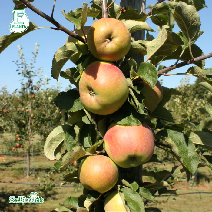 Malus domestica 'Fredrik' E A2 Stam Kl 5-6 år