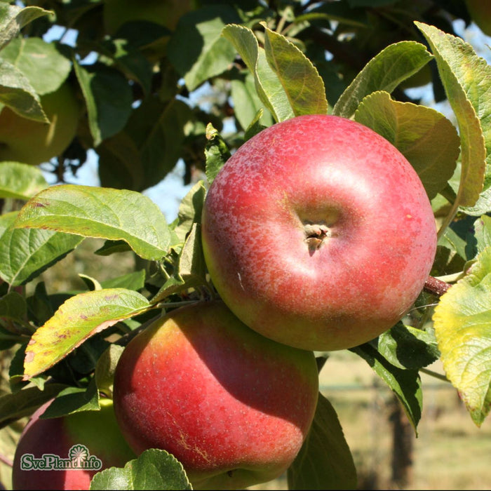 Malus domestica Lobo A2 Stam Kl 4 års
