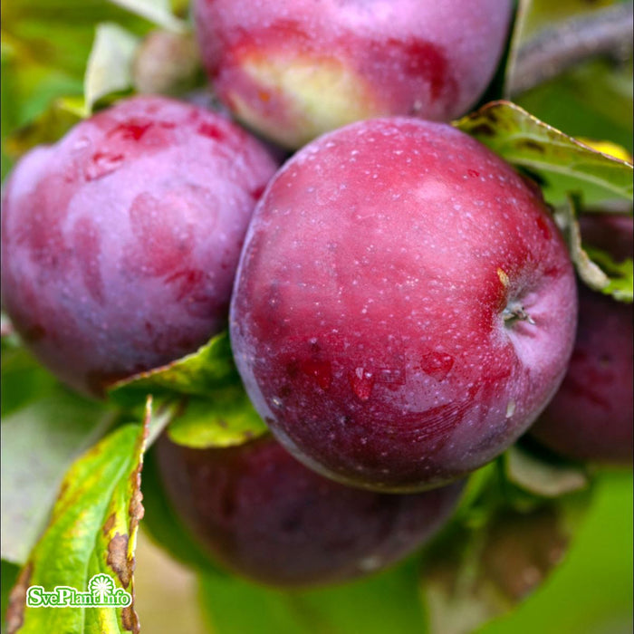 Malus domestica Lobo A2 Stam Kl 4 års