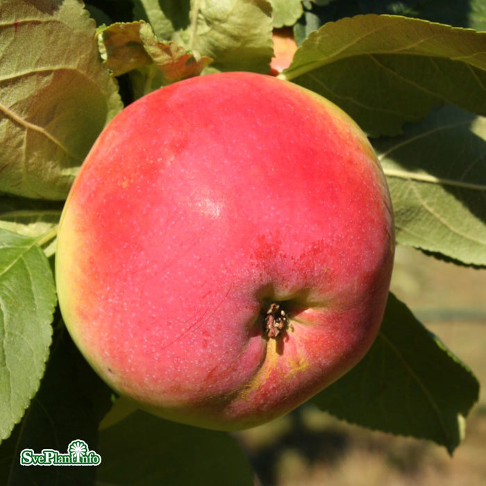 Malus domestica 'Röd Melba' E A2 Stam 4 års Co