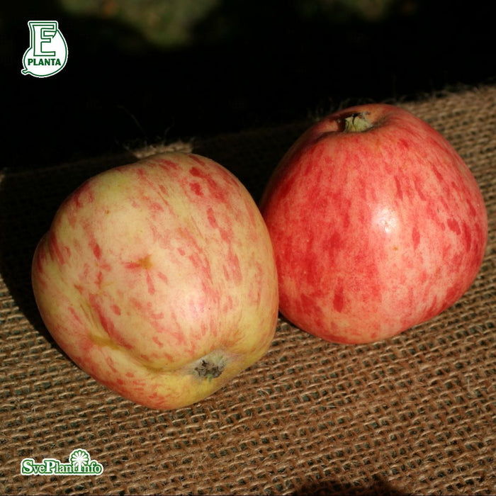 Malus domestica 'Sävstaholm' E A2 Stam Kl 4 års