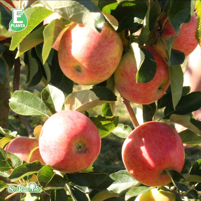 Malus domestica 'Trulsa' E A2 Stam 4 års Co