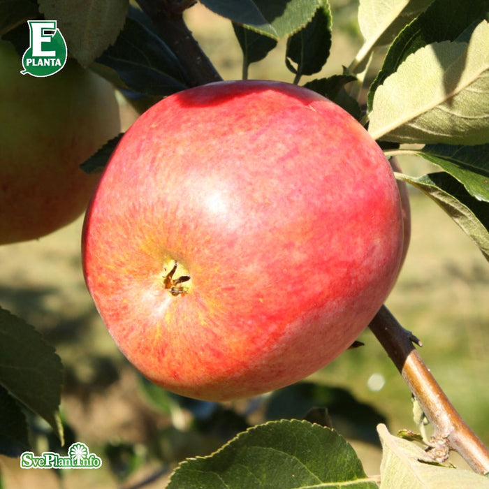 Malus domestica 'Trulsa' E A2 Stam 4 års Co