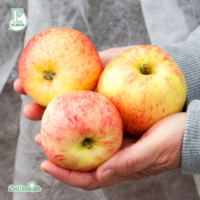 Malus domestica 'Trulsa' E A2 Stam 4 års Co