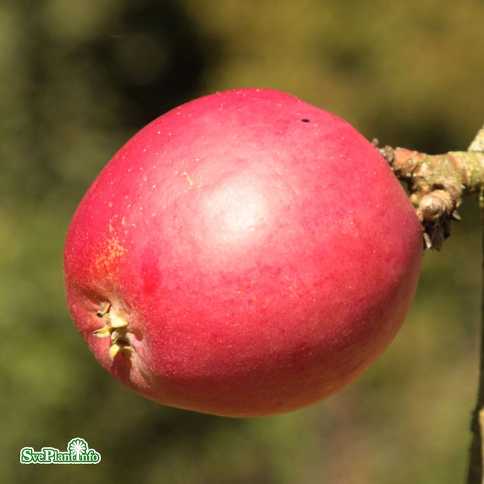 Malus domestica 'Åkerö' A2 Ompl. 3-4 års C20 Ompl. 3-4 års C20